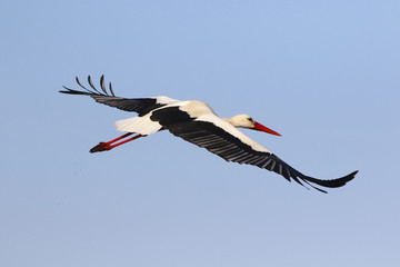 Flying white stork