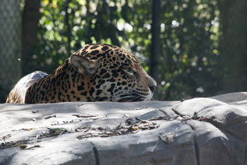 Jaguar looking over some rocks