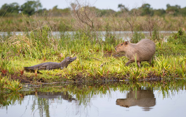 Capybara and caiman in the national park Esteros del Ibera, Arge