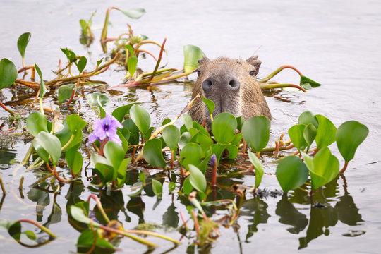 Capybara in the national park Esteros del Ibera, Argentina