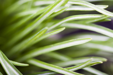 Curly grass