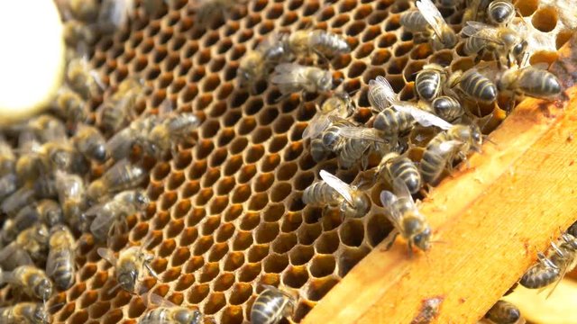 4k close up bees on beehive beekeeper organic honey pollen honeycomb flying. Bees in beehive with beekeeper making honey pure organic product. pollen apiary apiculture farm swarm honeycomb