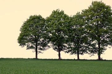 Vier B&auml;ume mit gr&uuml;ner Wiese