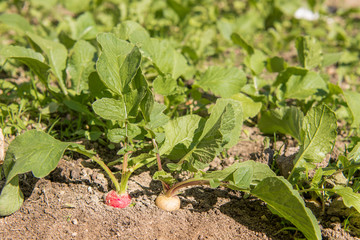 Radischen im Garten - weiß und rot