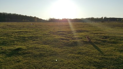 Kot na łące © michalsen