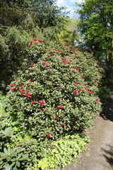 Fototapeta na wymiar Ein Rhododendron Busch