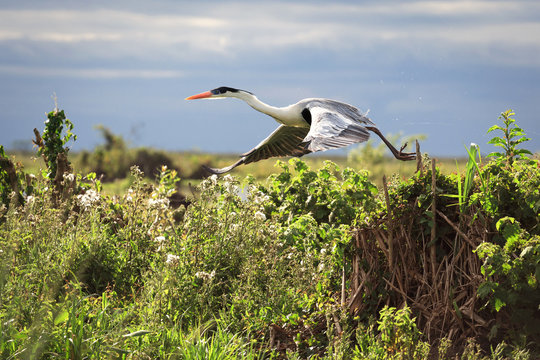 Wetlands in Nature Reserve Esteros del Ibera, Colonia Carlos Pel