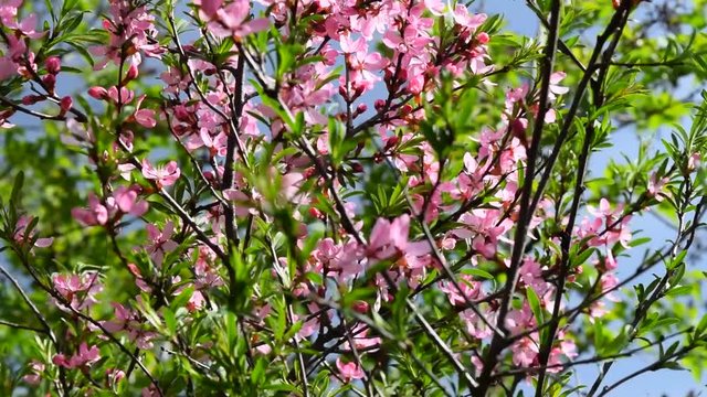 Pink flowering almond shrub. Prunus tenella.  Beautiful springtime.
