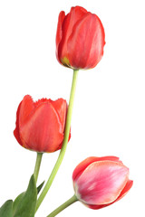 Three tulip
