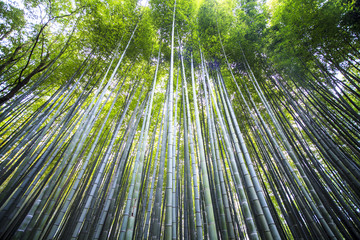 Beautiful Bamboo forest in Arashiyama at Kyoto - Bright Processi