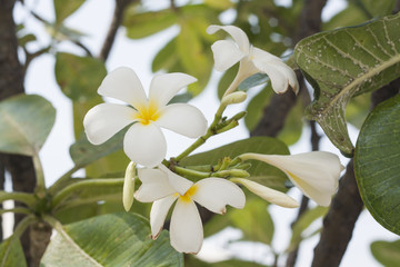 Fototapeta premium White plumeria on the plumeria tree