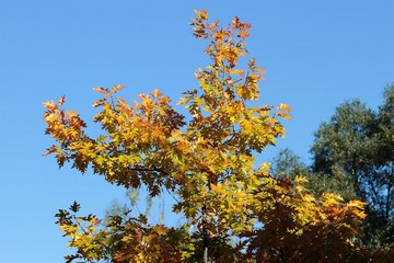 Naklejka premium Eichenbaum im Blau!