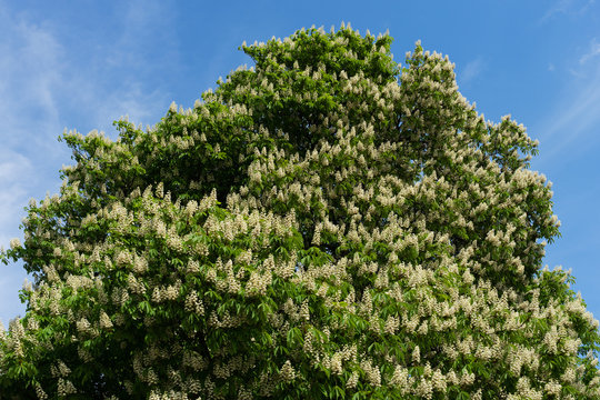 Kastanienbaum blüht im Frühling