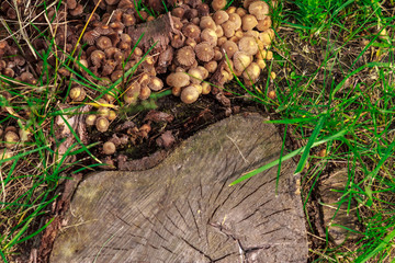 Trunk and mushrooms