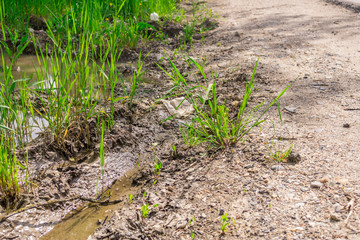 Grass and dry road