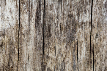 close up of wood texture for background