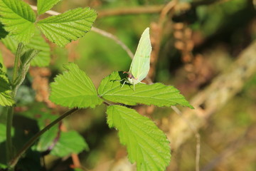 schmetterling auf grünem Blatt