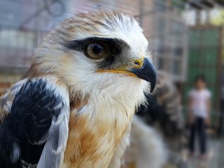 Black shouldered kite in cage