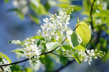 Weiße Blüten und grüne Blätter vor blauem Hintergrund