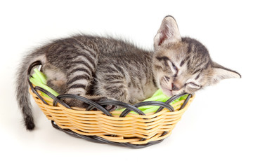 Fototapeta na wymiar gray tabby kitten sleeping in a little basket