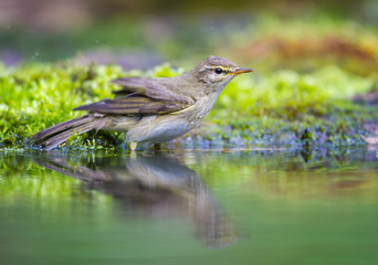 The Chiffchaff and her reflection