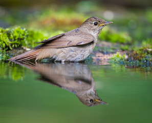 The Nightingale and his reflection