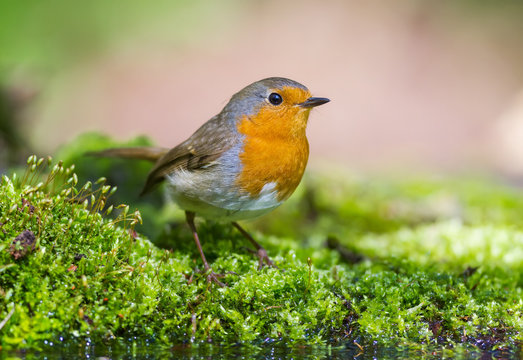 The Robin on the green Moss