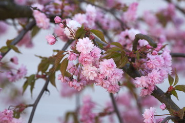 Fototapeta na wymiar magnolia stellata rosea blooming tree flowers