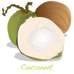 coconut cut vector