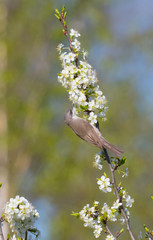 Llesser whitethroat (Sylvia curruca) and flowering fruit tree