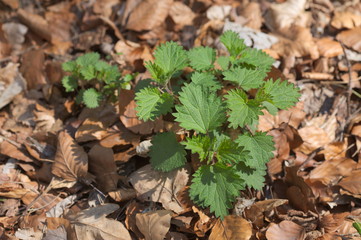Urtica Dioica herb stinging nettle with leaf background