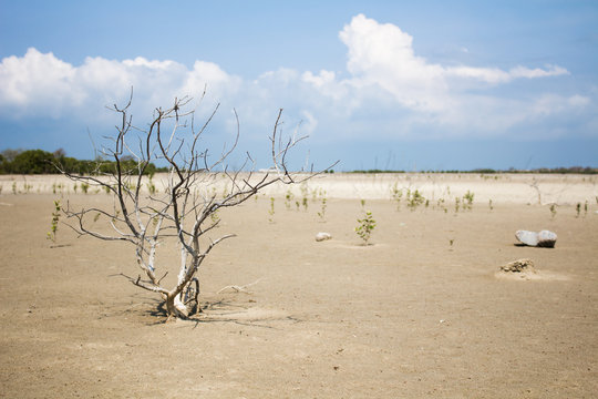 Dead trees and dry ground, and the environment.