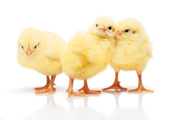 Three small yellow chickens isolated on white background