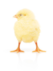 Small yellow chicken isolated on white