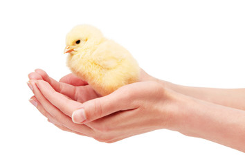 Close up of female hands holding small yellow chicken