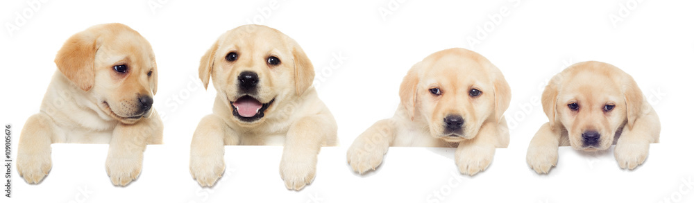 Sticker labrador puppy, looks