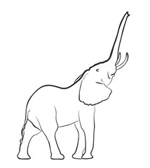 Sketch of elephant. 