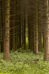 Naklejka premium Planted Pine Trees. Planted for harvesting, a pine plantation is found on the borders of the Brecon Beacons National Park in Wales, UK.