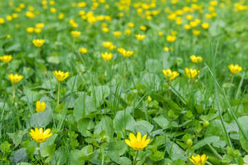 Поле весенних цветов