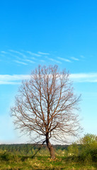 Obraz premium Lonely Tree 