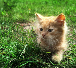 little kitten on green grass