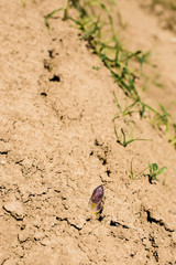 Asparagus head shoots above the soil