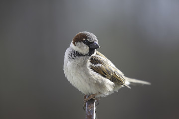 A male sparrow standing on the iron fence