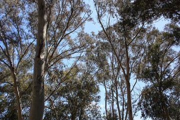 Eucaliptus trees