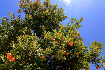 Tangerine tree in Greece