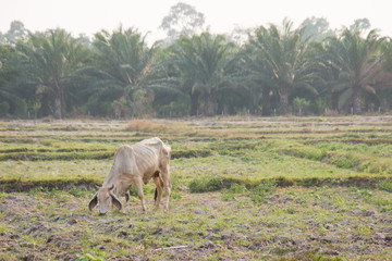 Cow in the field