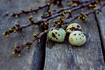 Obraz premium quail eggs with green branches with buds on the old wooden boards. Easter still life.