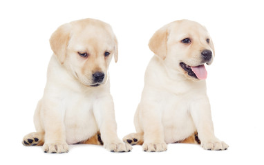 Obraz premium labrador puppy, looks
