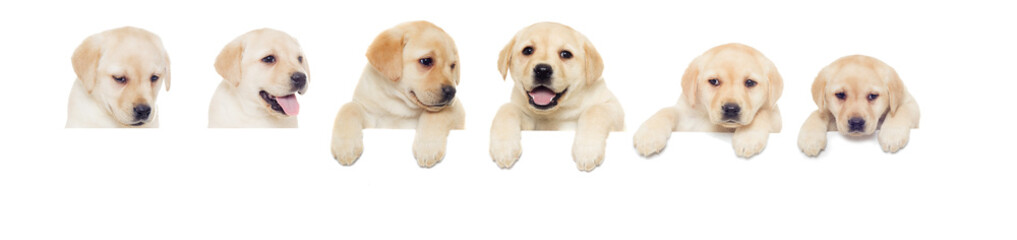 labrador puppy, looks