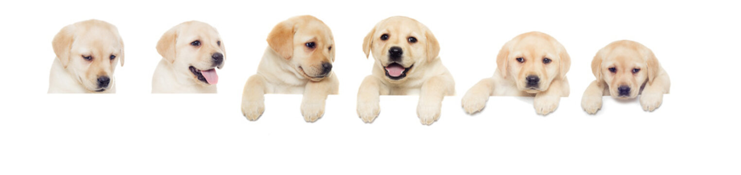 Labrador Puppy, Looks